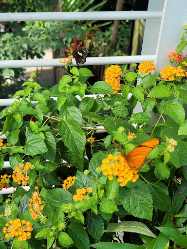 Botanical Garden «White River Gardens», reviews and photos, 1200 W Washington St, Indianapolis, IN 46222, USA