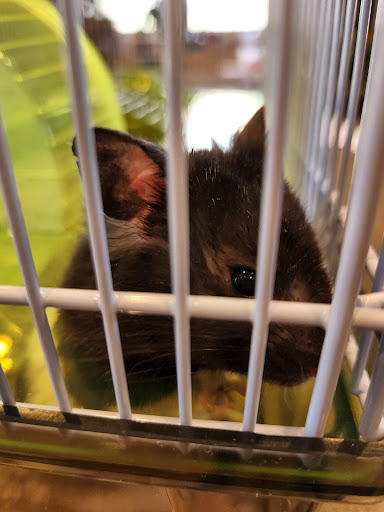 Pet Store «Olathe Pet Shop», reviews and photos, 16651 151st St, Olathe, KS 66062, USA