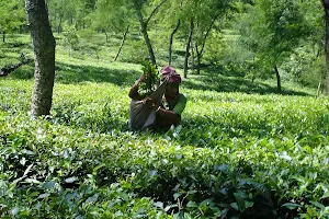 Kaiyacherra Tea Garden image