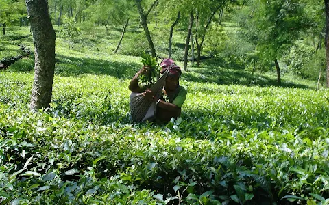 Kaiyacherra Tea Garden image