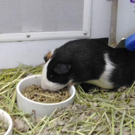 Pet Supply Store «Petco Animal Supplies», reviews and photos, 1255 Raritan Rd #140, Clark, NJ 07066, USA