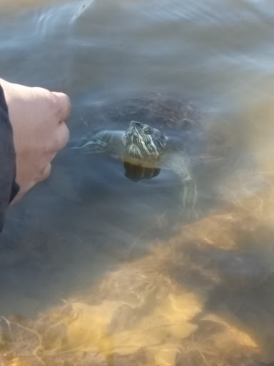 Nature Preserve «Greenbelt Forest Preserve», reviews and photos, 1110 S Green Bay Rd, North Chicago, IL 60035, USA