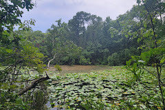 University Of North Florida Nature Trails