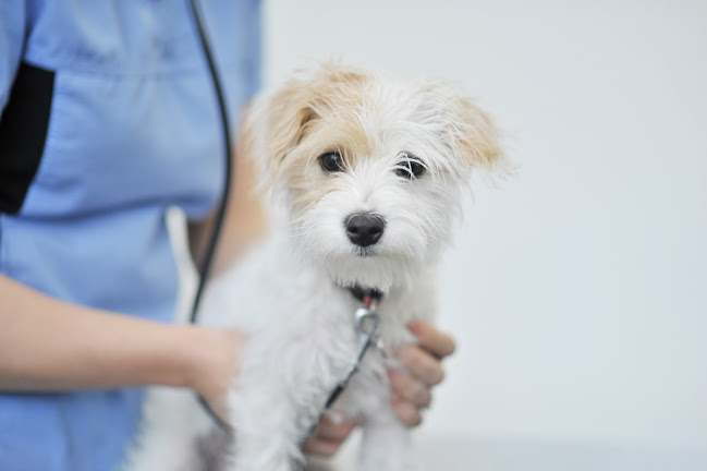 Comments and reviews of Westwood Veterinary Practice