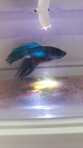 Pet Supply Store «Pet Supermarket», reviews and photos, 800 Sebring Square.., Sebring, FL 33870, USA