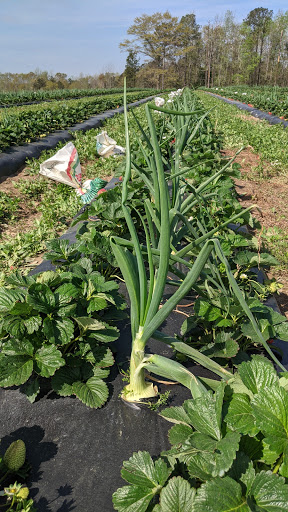 Tourist Attraction «Sugar Hill U-pick Farms», reviews and photos, 3595 Co Rd 59, Verbena, AL 36091, USA