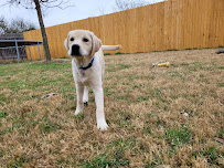 Enlightened Hounds Dog Training - Photo 2 - Car repair in , Round Rock