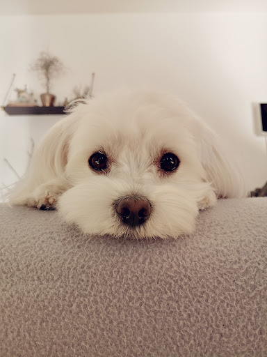 Hundefriseursalon Schnauzbart trifft Schnipp & Schön unter Bahlingen, 