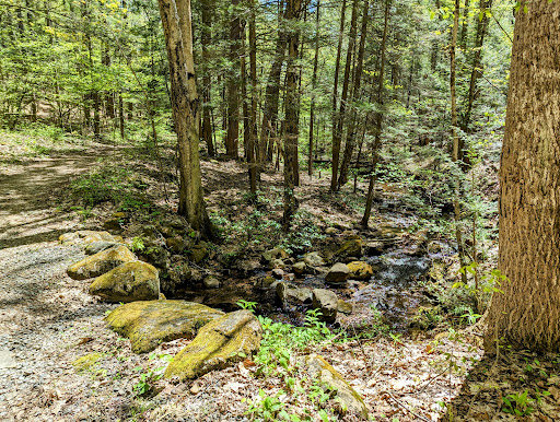Naugatuck State Forest
