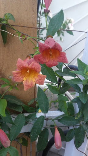 Banquet Hall «Lawlor Events Center», reviews and photos, 1664 N Virginia St, Reno, NV 89557, USA