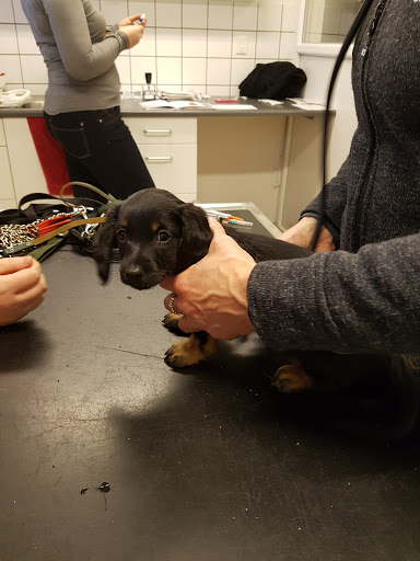 Biersted Animal Hospital Ltd. in Aabybro, Aalborg