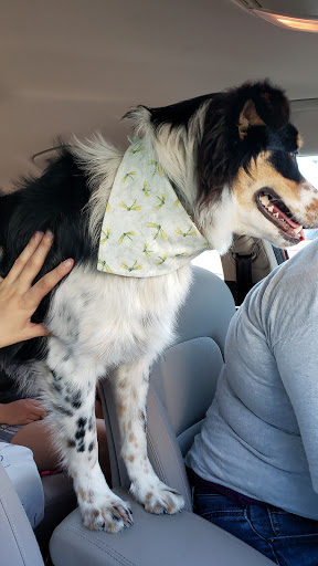 Pet Supply Store «The Good Dog Shoppe Kennesaw/The Good Dog Co.Atl», reviews and photos, 4200 Wade Green Rd NW #5, Kennesaw, GA 30144, USA