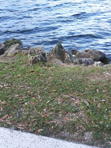 Park «Antonio Maceo Park», reviews and photos, 5135 NW 7th St, Miami, FL 33126, USA