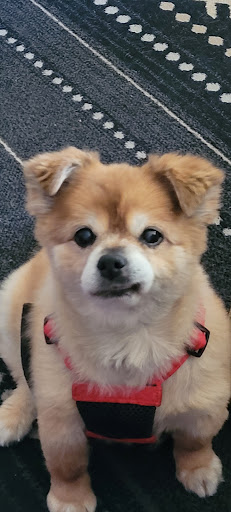 Pet Supply Store «Petco Animal Supplies», reviews and photos, 1220 Commons Cir, Plover, WI 54467, USA