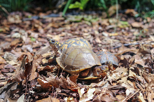 Nature Preserve «Blue Heron Nature Preserve», reviews and photos, 4055 Roswell Rd NE, Atlanta, GA 30342, USA