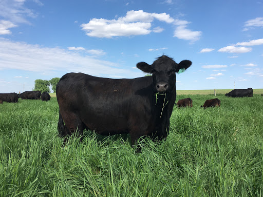 Pleasant Pastures Beef