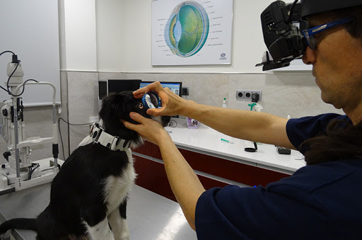 Clínica Veterinaria Ophthalmological Ocaña en Madrid
