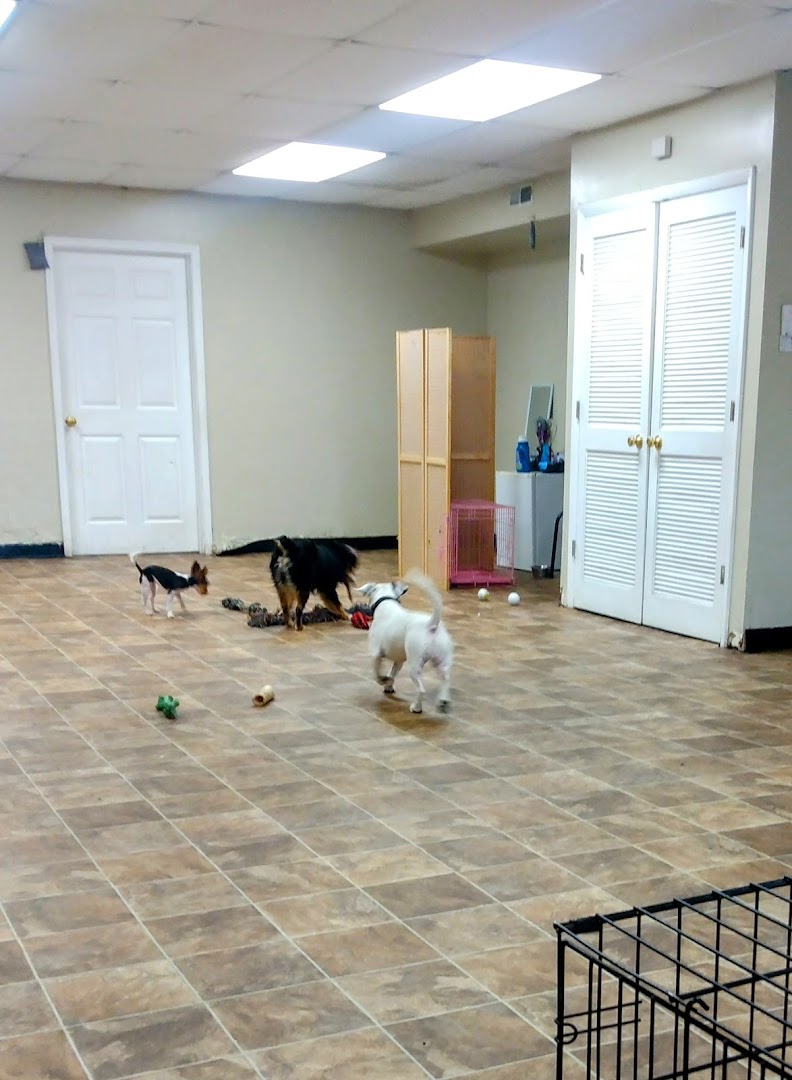 The Puppy Play Room