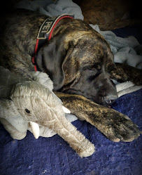 K9CreationsNM - Photo 8 - Car repair in , Rio Rancho