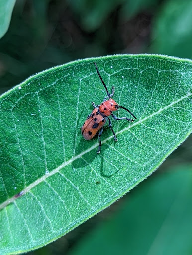 Movie Theater «NCG - Trillium Cinema», reviews and photos, 8220 Trillium Cir Ave, Grand Blanc, MI 48439, USA