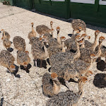 Photo n°2 de l'avis de Thorsten.r fait le 25/05/2019 à 17:40 sur le  Hofladen Straussenfarm Ostseeblick à Hohenfelde