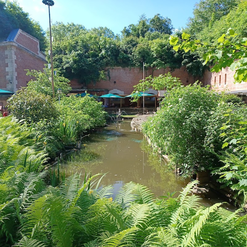 Wasserrose, Verein für Aquarium- und Vogelfreunde