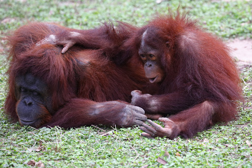 Zoo «Gladys Porter Zoo», reviews and photos, 500 E Ringgold St, Brownsville, TX 78520, USA