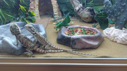 Pet Supply Store «PetSmart», reviews and photos, 777 S Willow St, Manchester, NH 03103, USA