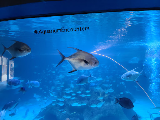 Aquarium «Florida Keys Aquarium Encounters», reviews and photos, 11710 Overseas Hwy, Marathon, FL 33050, USA