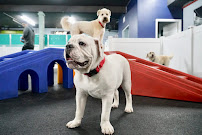 DOG Hotels Fort Lauderdale - Photo 5 - Car repair in Fort Lauderdale, FL, Coral Springs