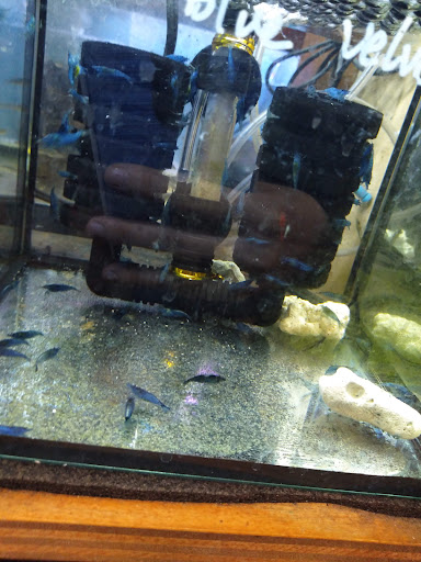 Pet Supply Store «New Lucky Fish Aquarium & Pet Supply», reviews and photos, 4818 8th Ave, Brooklyn, NY 11220, USA