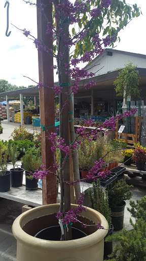 Gift Shop «Blue Hills Nursery & Gift Shop», reviews and photos, 16440 Whittier Blvd, Whittier, CA 90603, USA