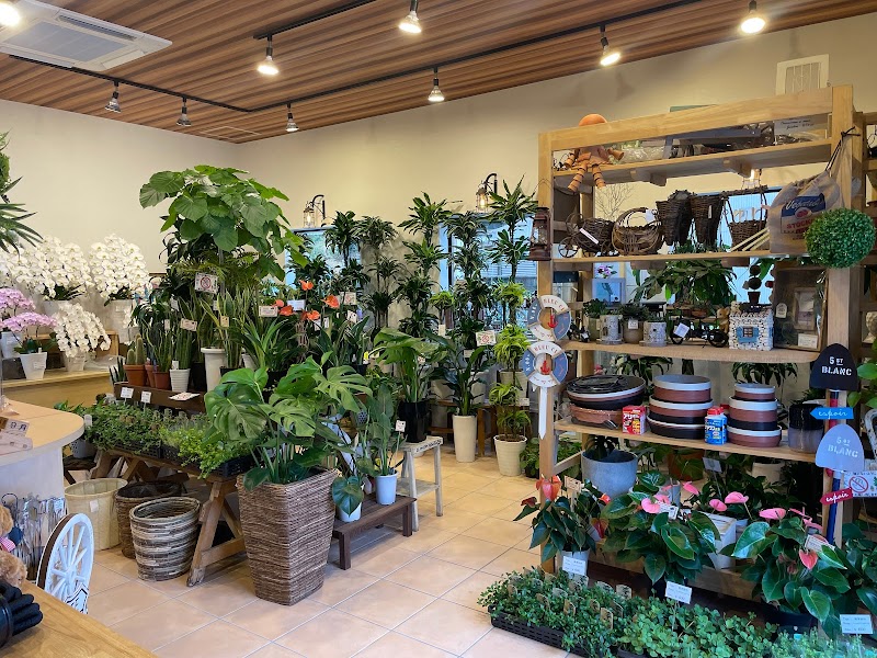 コチョウランと観葉植物の専門店 CITY CREATE シティクリエイト