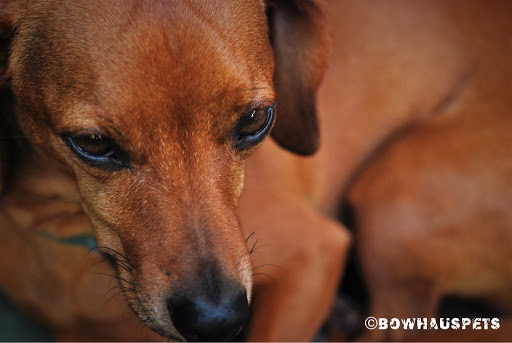 Dog Day Care Center «The Bowhaus Pet Company», reviews and photos, 2472 E Colorado Blvd, Pasadena, CA 91107, USA