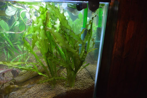 Tropical Fish Store «Aquastetics», reviews and photos, 354 E Main St, Fall River, MA 02724, USA