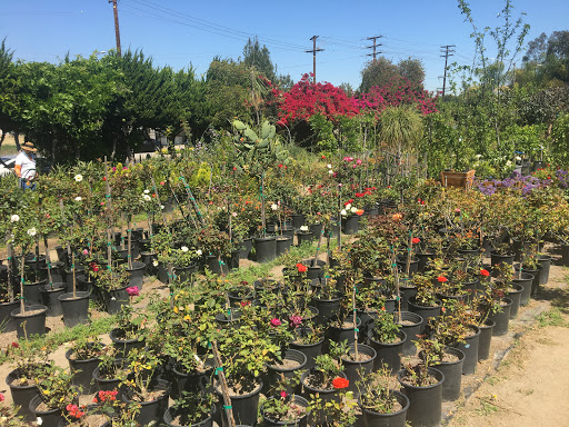 Plant Nursery «Bonita Nursery & Florists», reviews and photos, 3510 Santa Fe Ave, Long Beach, CA 90810, USA
