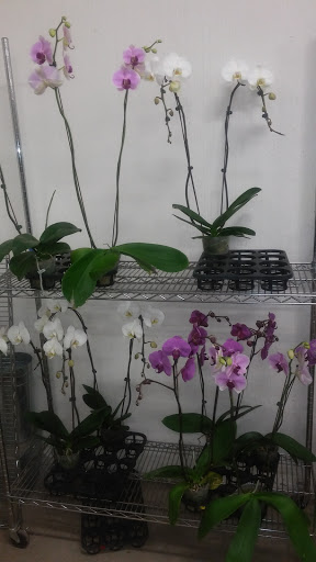 Florist «Portland Flower Market», reviews and photos, 3624 N Leverman St, Portland, OR 97217, USA