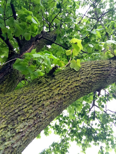 Recreation Center «Meri Lou Murray Recreation Center», reviews and photos, 2960 Washtenaw Ave, Ann Arbor, MI 48104, USA