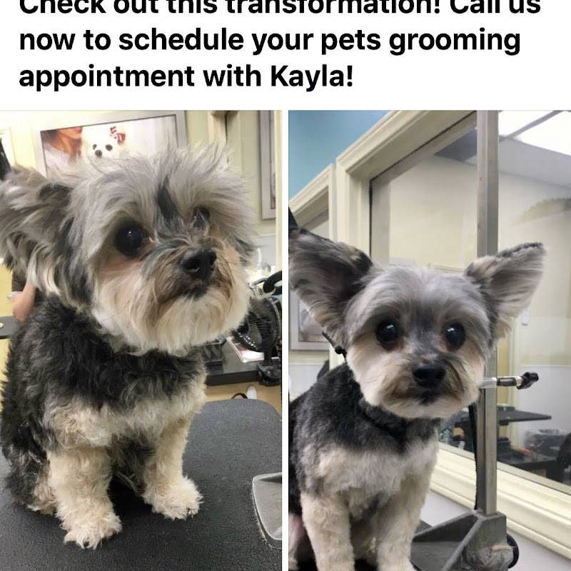 All Creatures Pet Salon And Spa