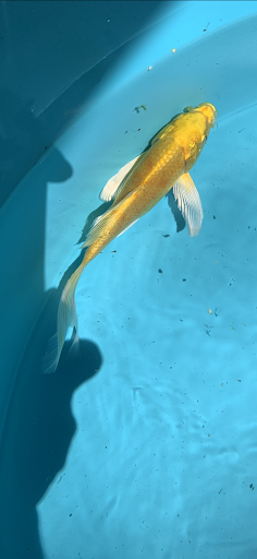 Pond Fish Supplier «The Funky Koi. Pet, Pond, Water Garden, Equine and Farm Supplies», reviews and photos, 41 Porter St, Berkley, MA 02779, USA