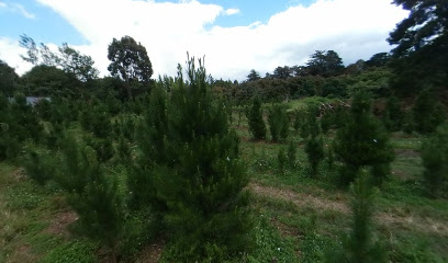 Tauranga Christmas Tree Farm