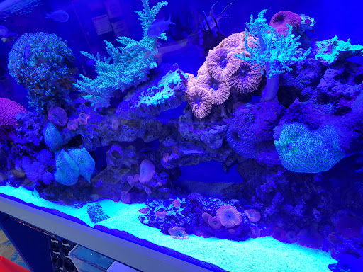 Pet Store «Aquarium Designs», reviews and photos, 15229 San Pedro Ave, San Antonio, TX 78232, USA