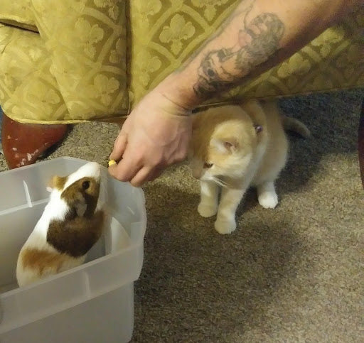 Pet Supply Store «PetSmart», reviews and photos, 1020 Veterans Pkwy #900, Clarksville, IN 47129, USA