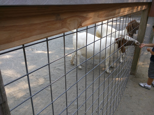 Zoo «Capron Park Zoo», reviews and photos, 201 County St, Attleboro, MA 02703, USA