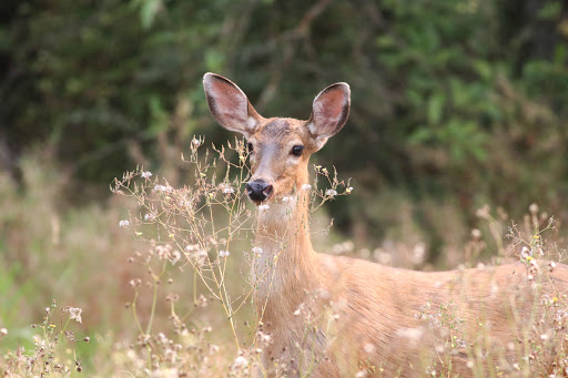Nature Preserve «Beaverton Creek Wetlands Natural Area», reviews and photos, SW 153rd Dr, Beaverton, OR 97006, USA