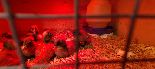 Pet Supply Store «Valley Feed», reviews and photos, 1486 Freedom Blvd, Watsonville, CA 95076, USA