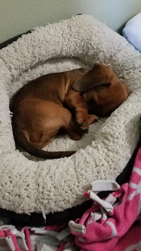 Pet Supply Store «PetSmart», reviews and photos, 10940 E Foothill Blvd, Rancho Cucamonga, CA 91730, USA