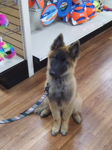 Pet Supply Store «Pet Supermarket», reviews and photos, 1040 Palm Coast Pkwy NW, Palm Coast, FL 32137, USA