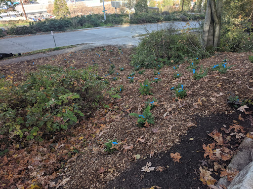 Park «Lewis Park», reviews and photos, 1120 15th Ave S, Seattle, WA 98144, USA