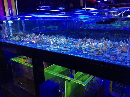 Tropical Fish Store «Reef Oasis», reviews and photos, 7669 Mentor Ave, Mentor, OH 44060, USA